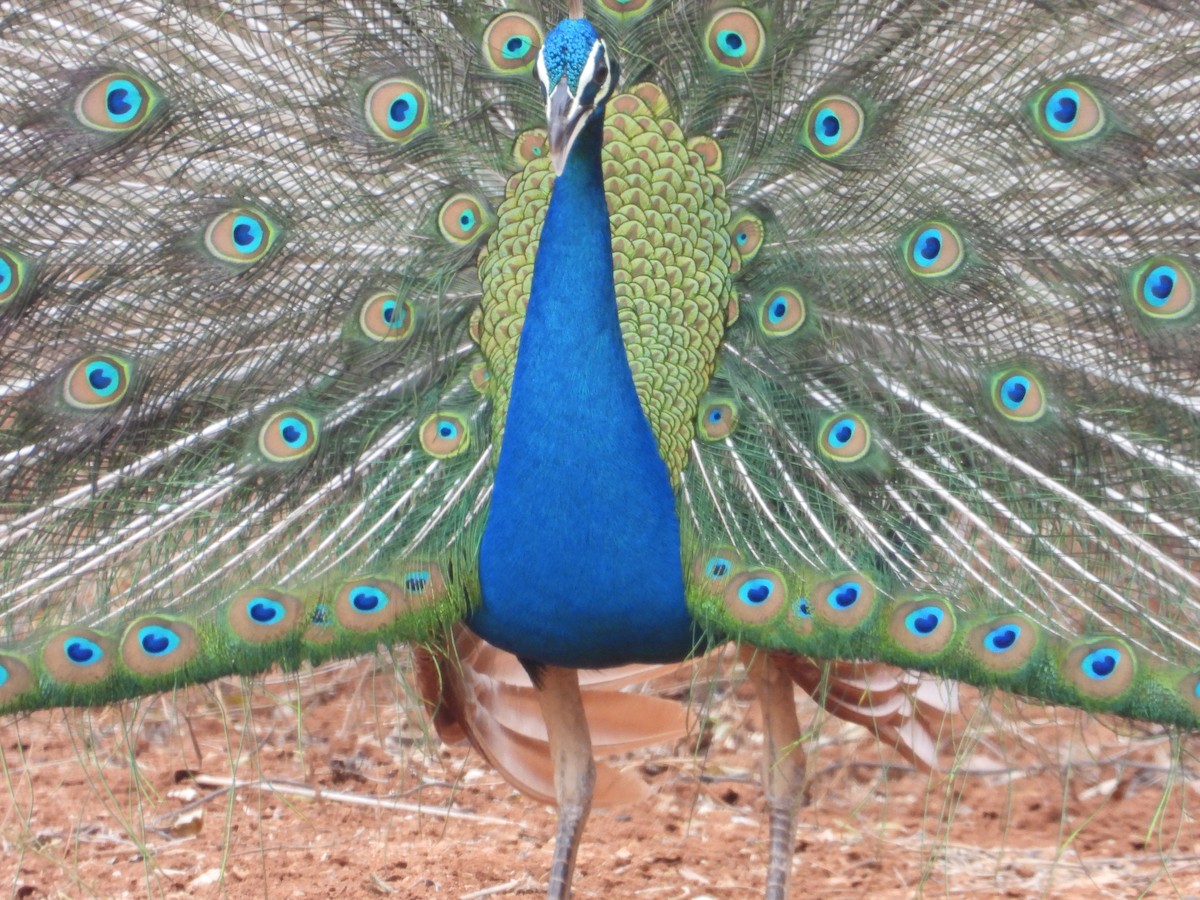 Indian Peafowl - ML640685144