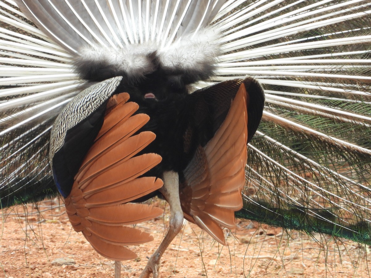 Indian Peafowl - ML640685145