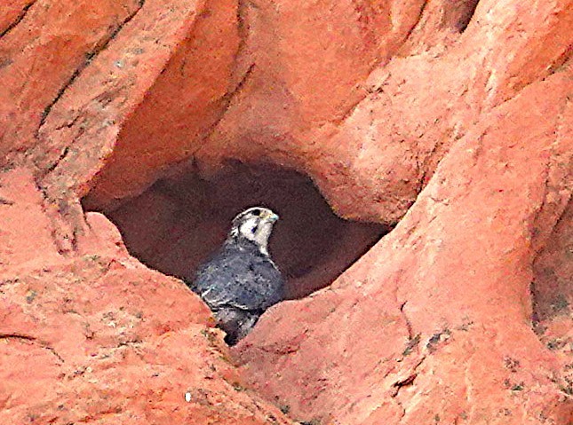 Prairie Falcon - ML640685194