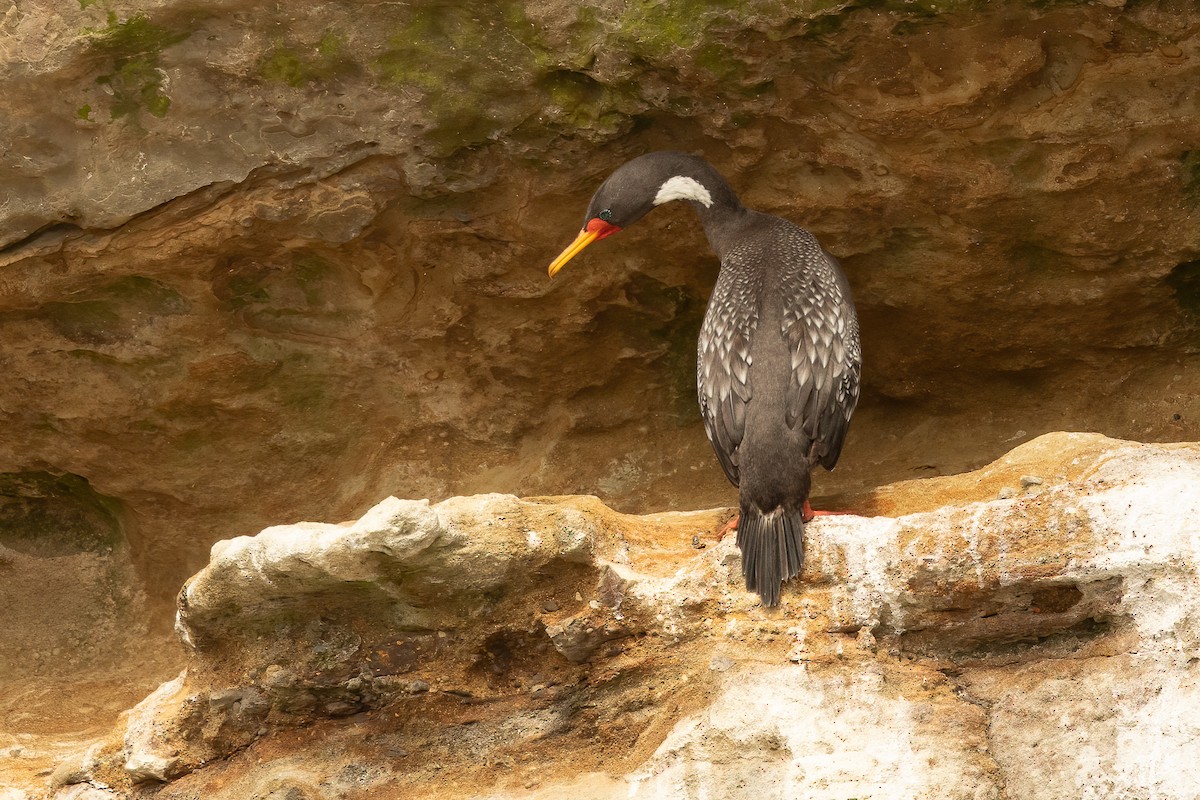 Red-legged Cormorant - ML640685221