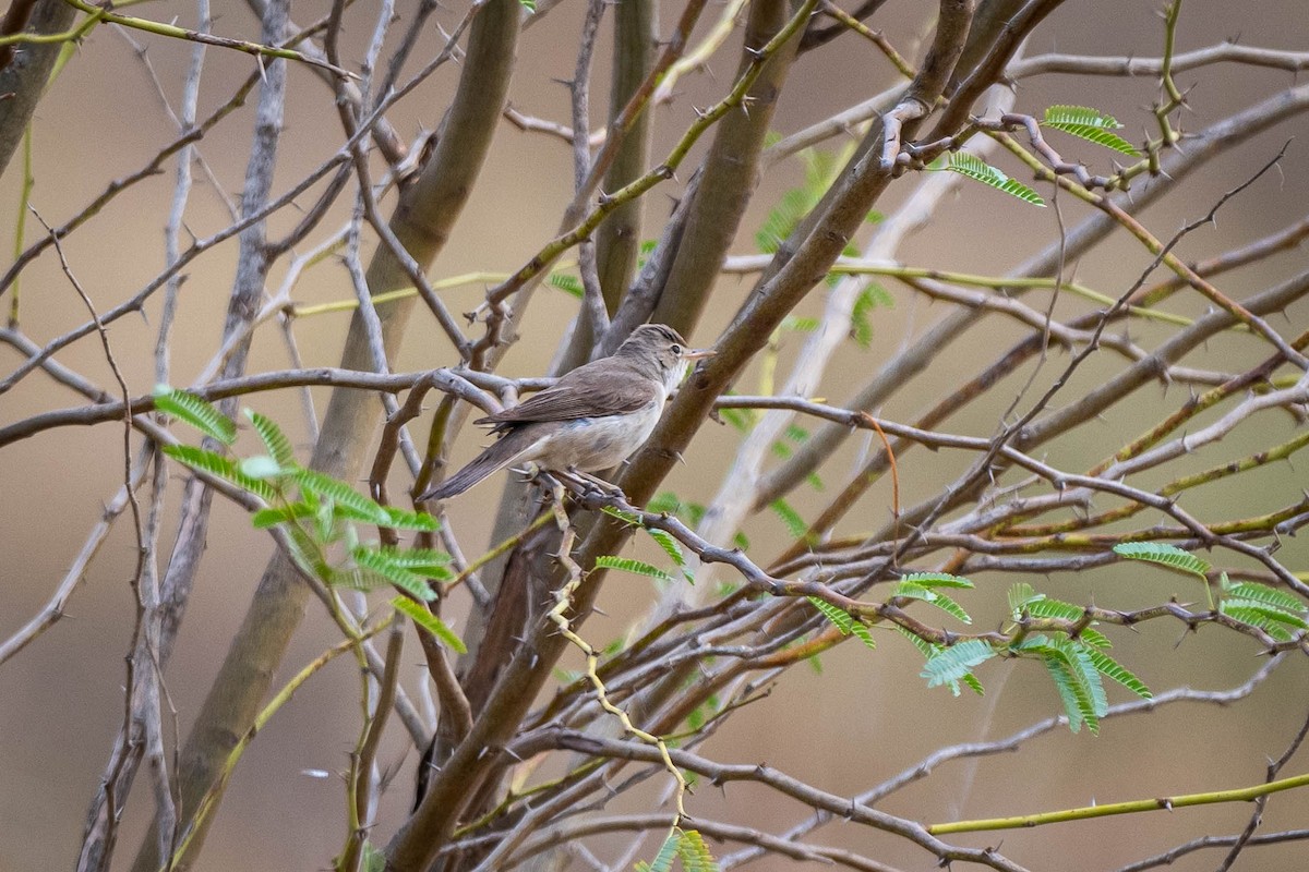 Upcher's Warbler - ML640685237