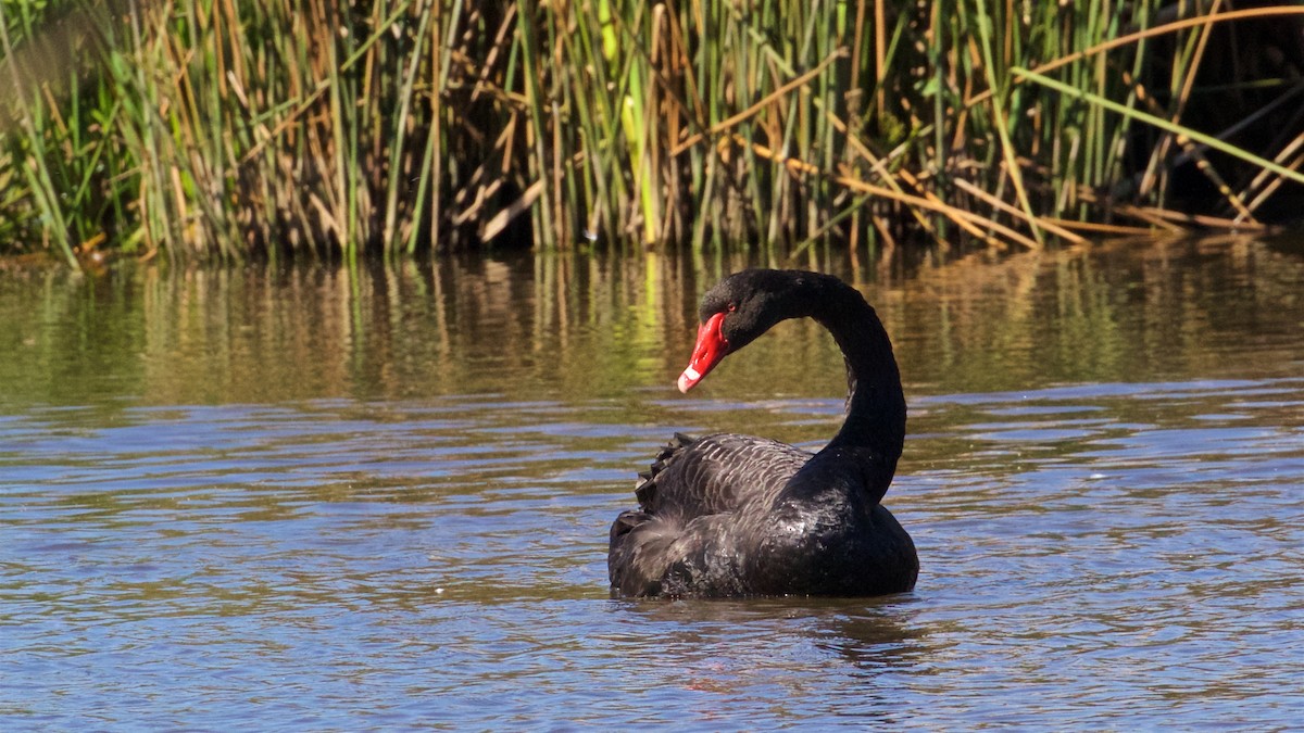 Black Swan - ML640685239