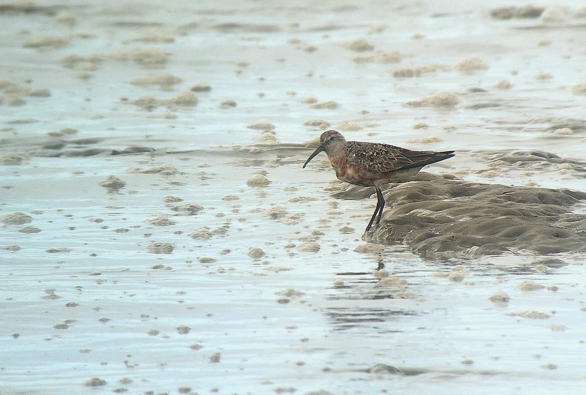 Piovanello comune - ML640685252