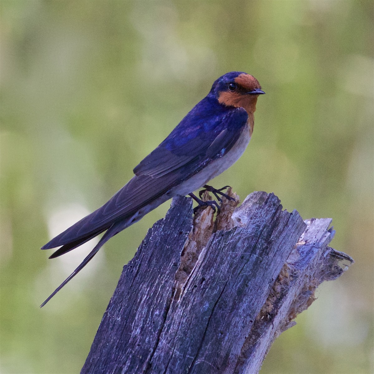 Welcome Swallow - ML640685260