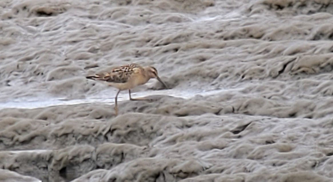 Stilt Sandpiper - ML640685270
