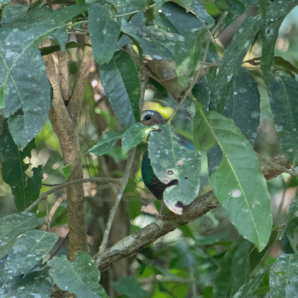 Asian Emerald Dove - ML640685272