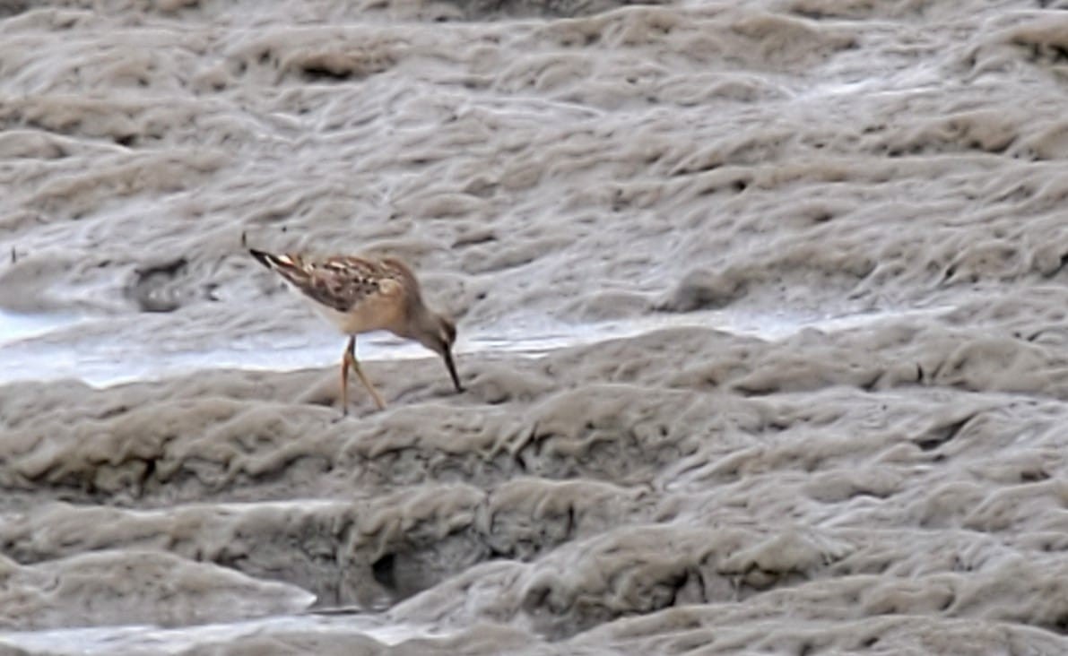 Stilt Sandpiper - ML640685275