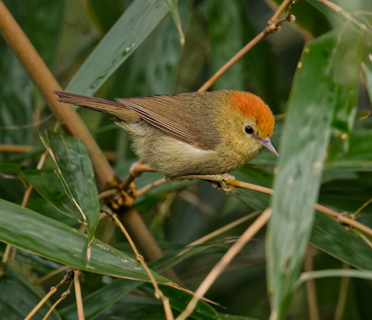 Rufous-capped Babbler - ML640685276