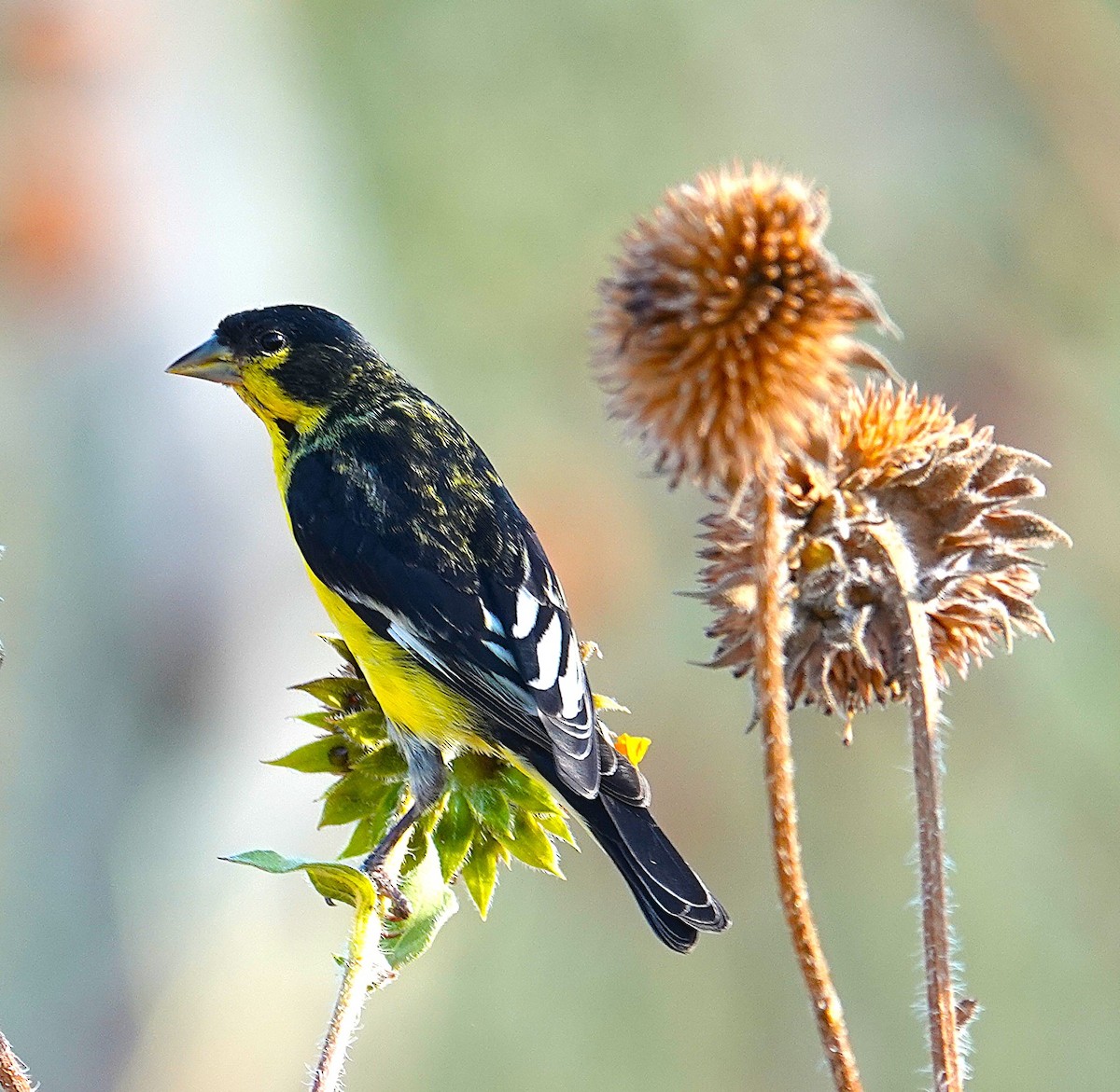 Lesser Goldfinch - ML640685277