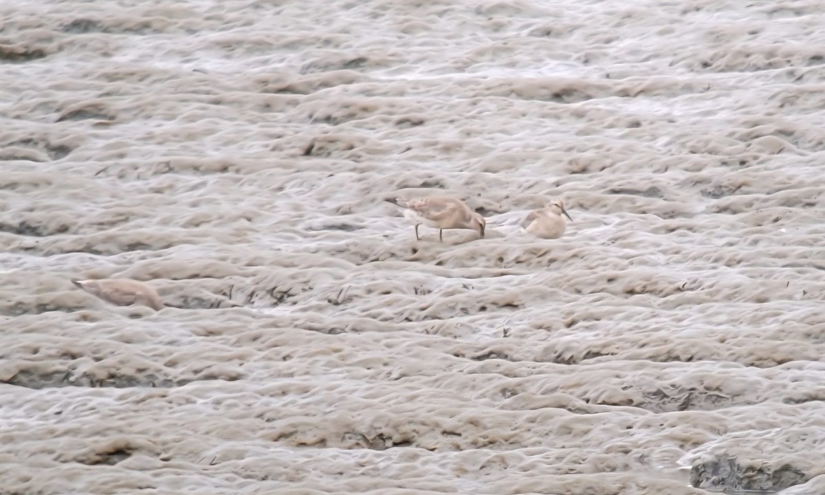 Piovanello maggiore - ML640685282