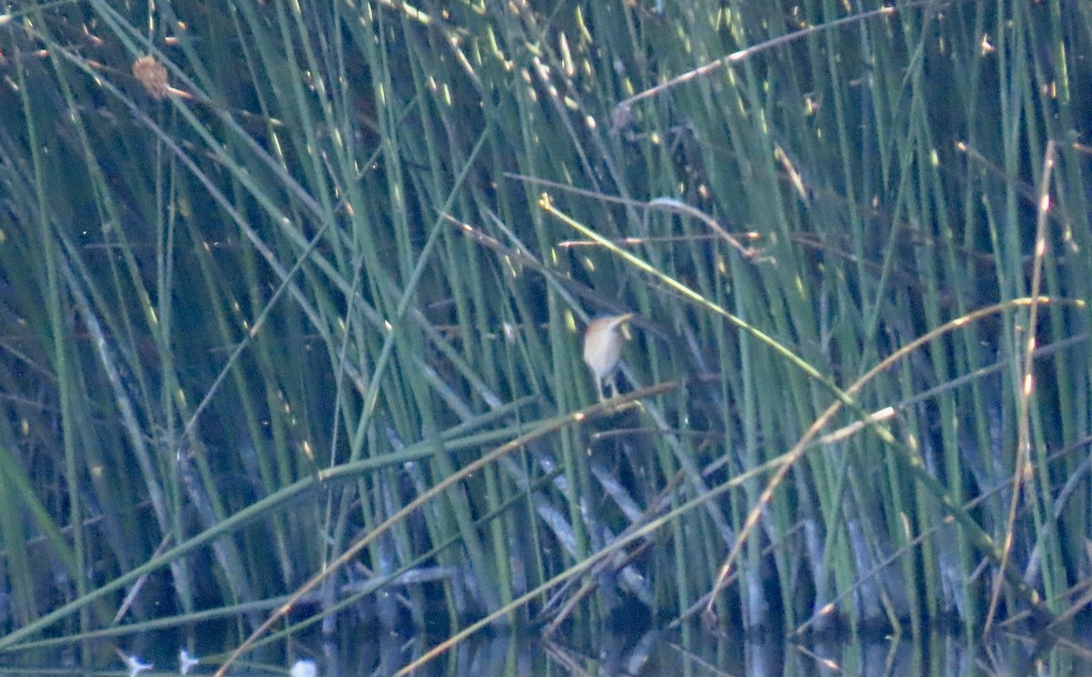 Least Bittern - ML640685309