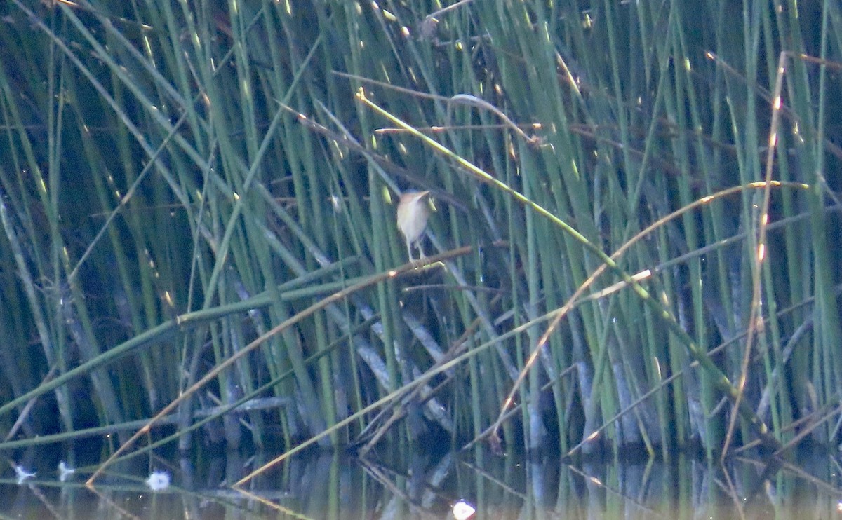 Least Bittern - ML640685311