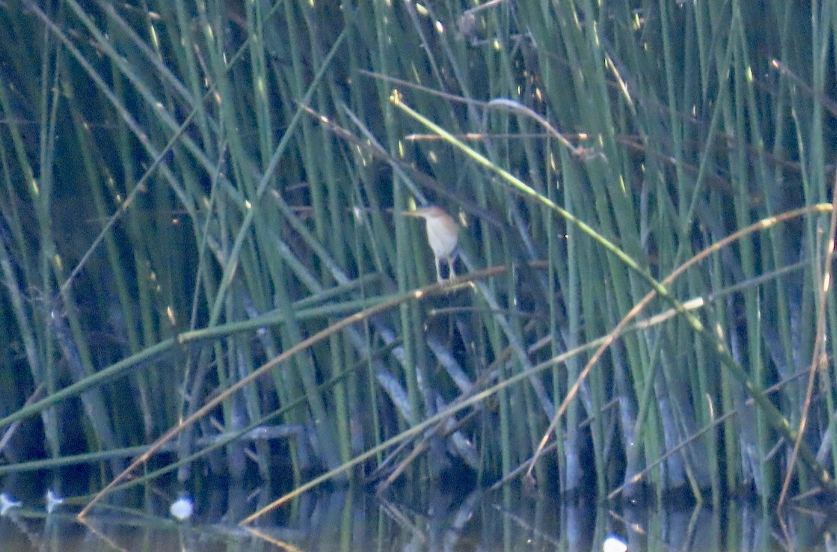 Least Bittern - ML640685316