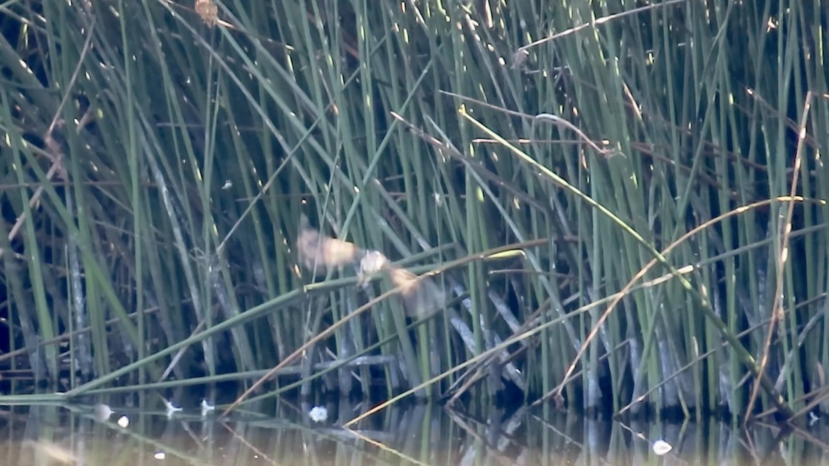 Least Bittern - ML640685321