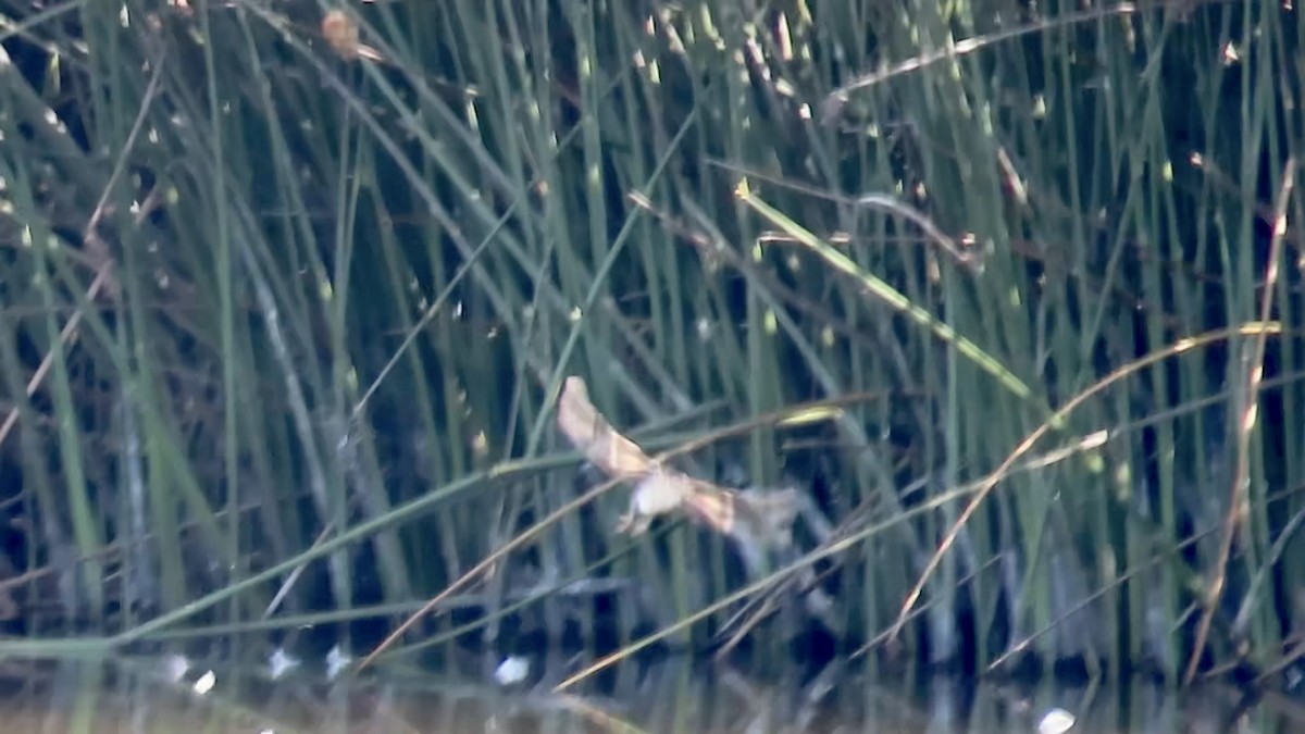 Least Bittern - ML640685325