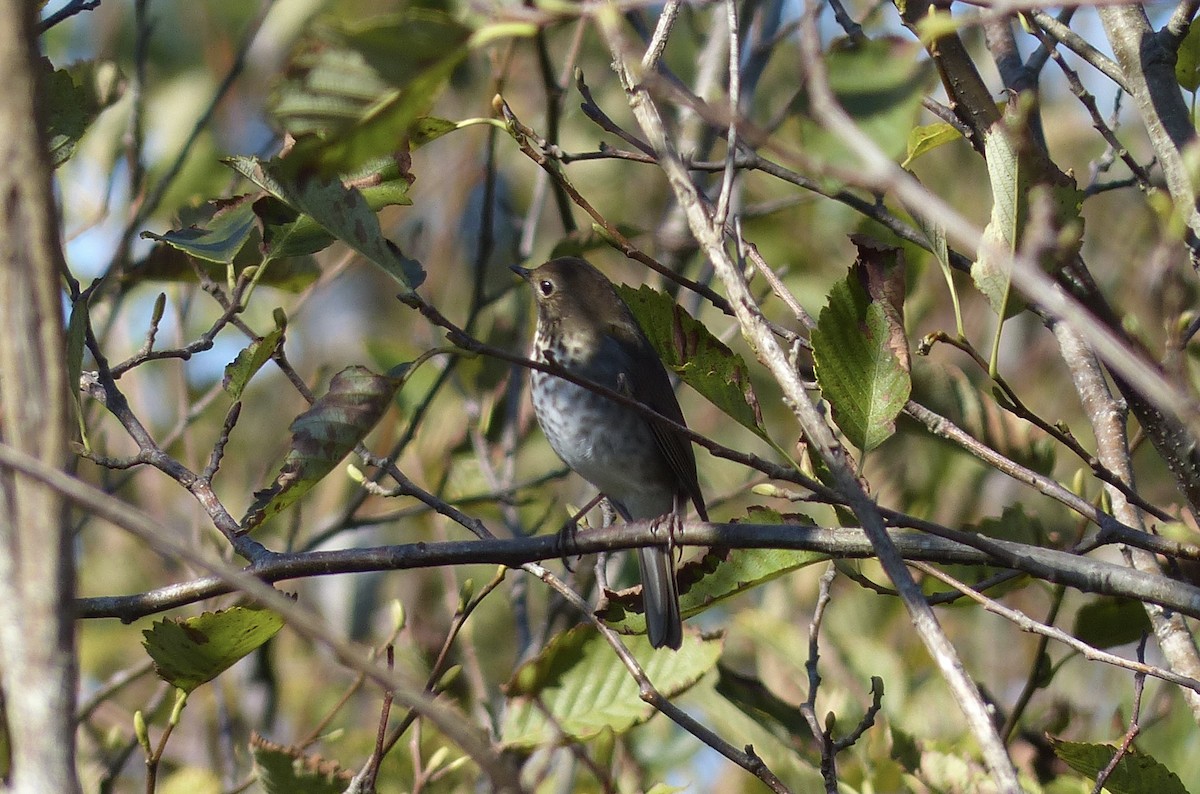 Hermit Thrush - ML640685341