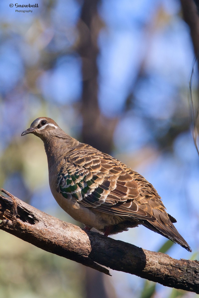 Common Bronzewing - ML640685425