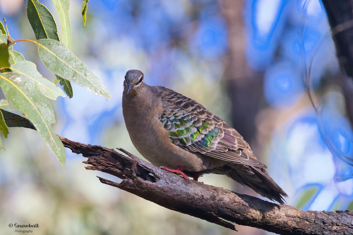 Common Bronzewing - ML640685426