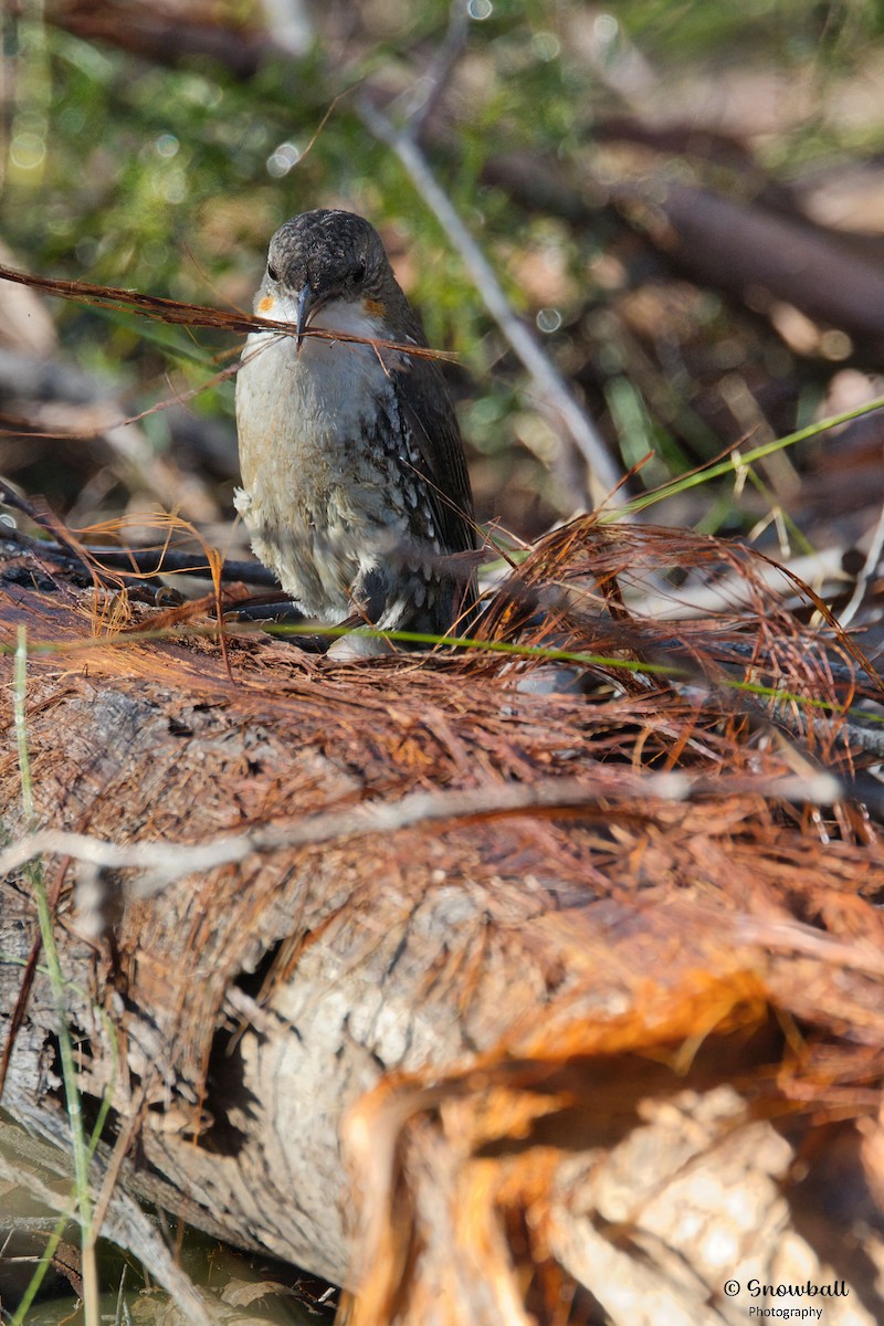 White-throated Treecreeper - ML640685430