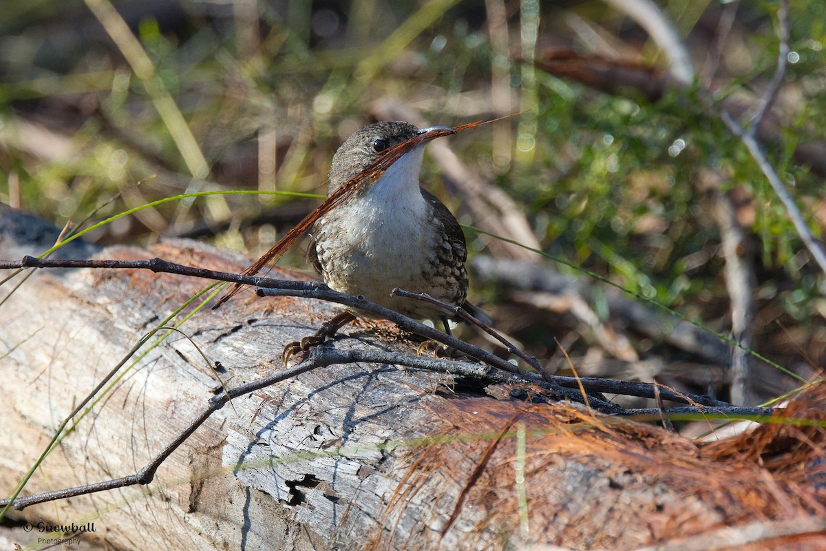 White-throated Treecreeper - ML640685431