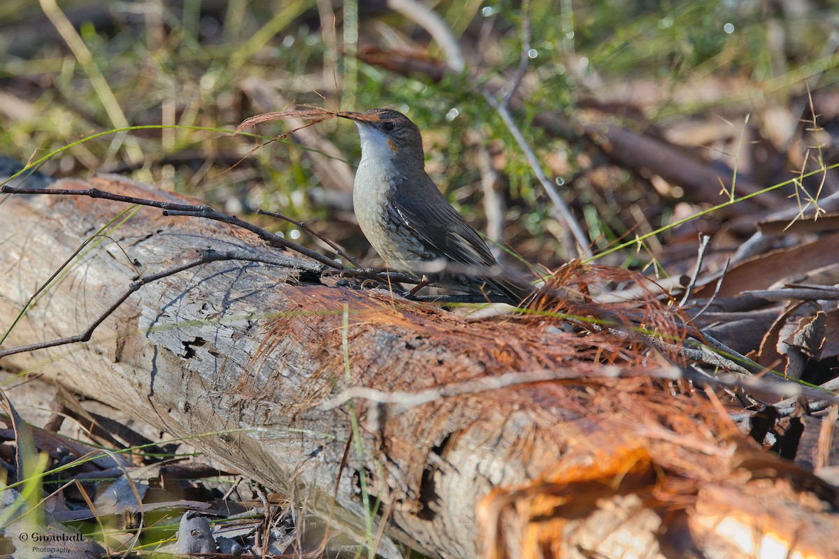 White-throated Treecreeper - ML640685434
