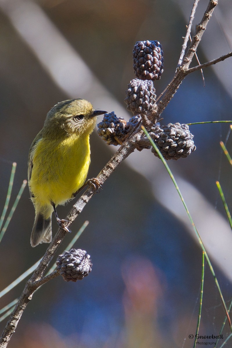Yellow Thornbill - ML640685437