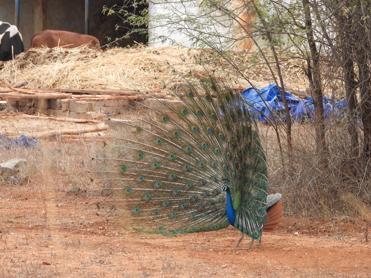 Indian Peafowl - ML640685444