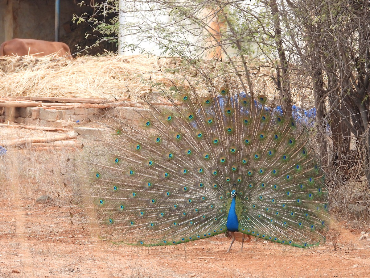 Indian Peafowl - ML640685446