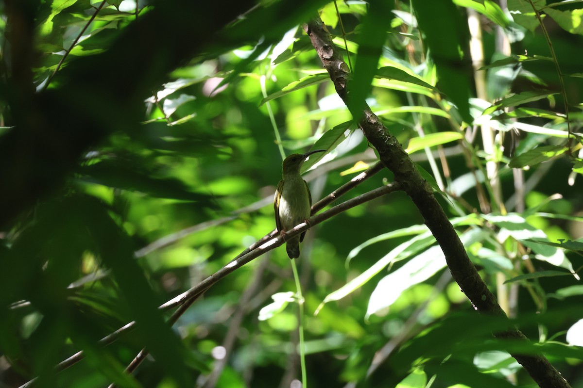 Gray-breasted Spiderhunter - ML640685523