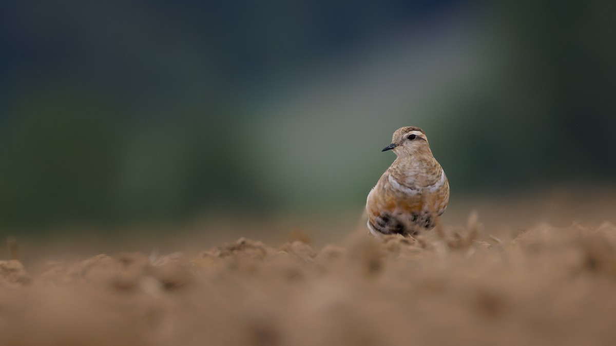 Chorlito Carambolo - ML640685576