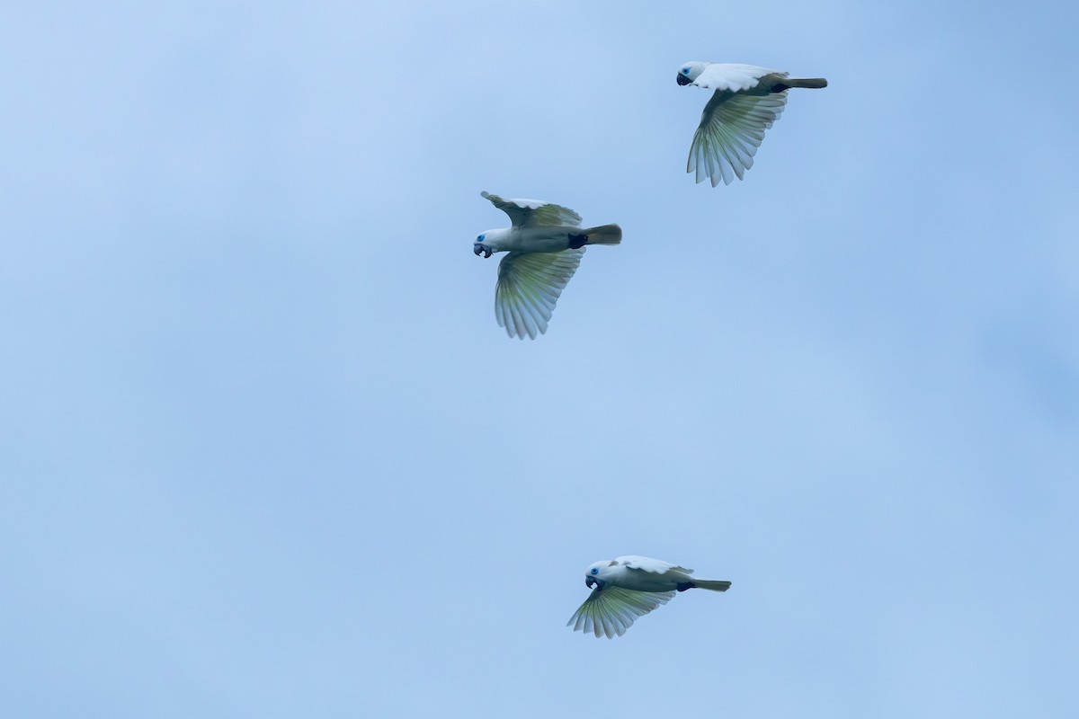 Blue-eyed Cockatoo - ML640685606