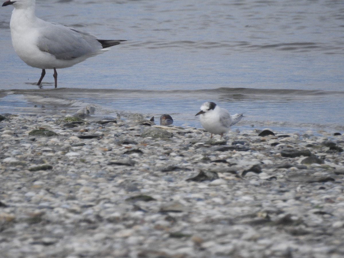 Australian Fairy Tern - ML640685629