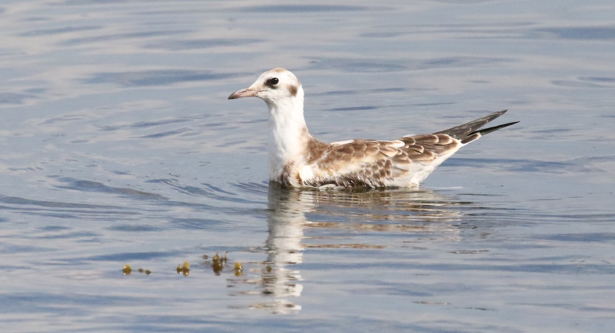 Mouette rieuse - ML640685675
