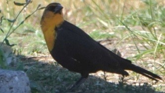 Yellow-headed Blackbird - ML640685715