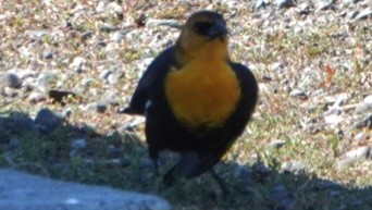 Yellow-headed Blackbird - ML640685716