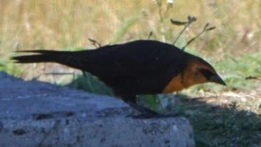 Yellow-headed Blackbird - ML640685717