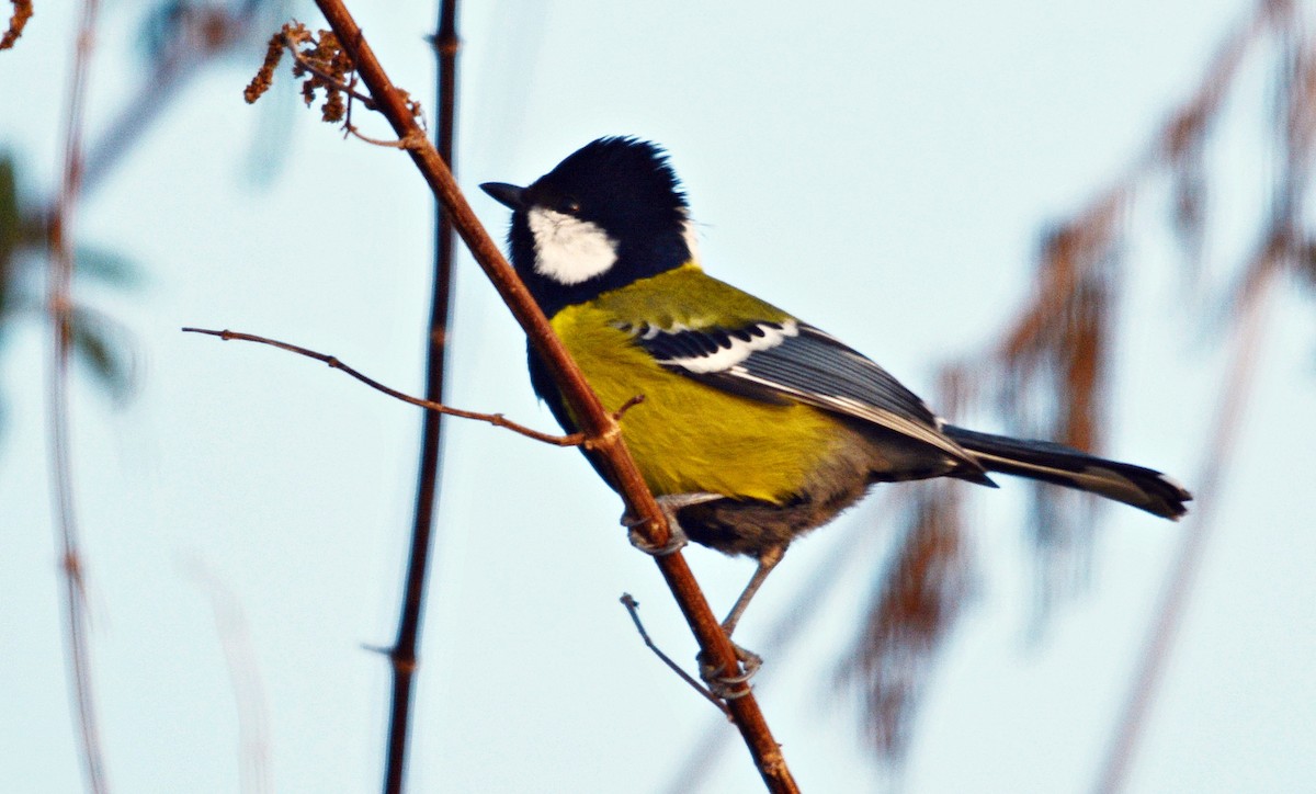 キバラシジュウカラ - ML640685778
