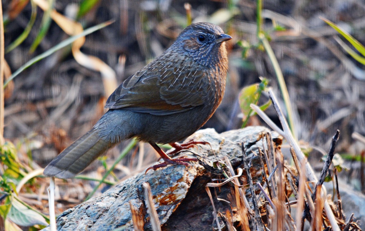 Streaked Laughingthrush - ML640685804