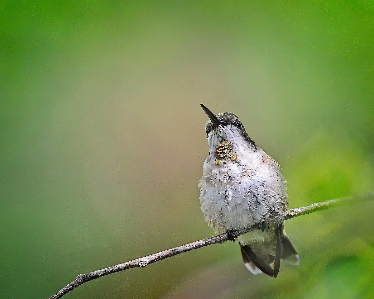 kalypta rubínohrdlá - ML640685860