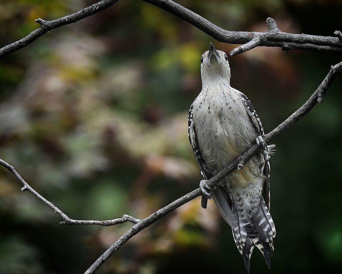 datel karolínský - ML640685870