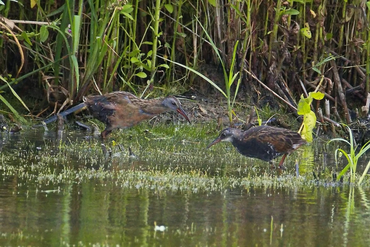 Virginia Rail - ML640685876