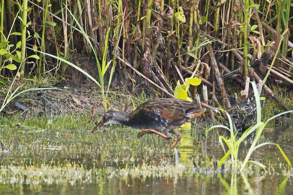 Virginia Rail - ML640685877