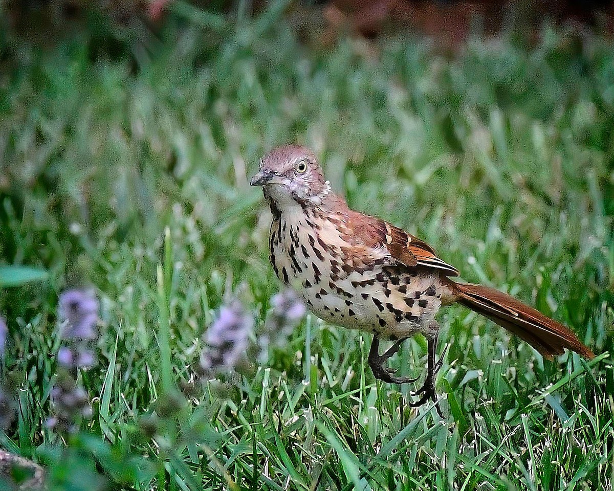 drozdec hnědý - ML640685884