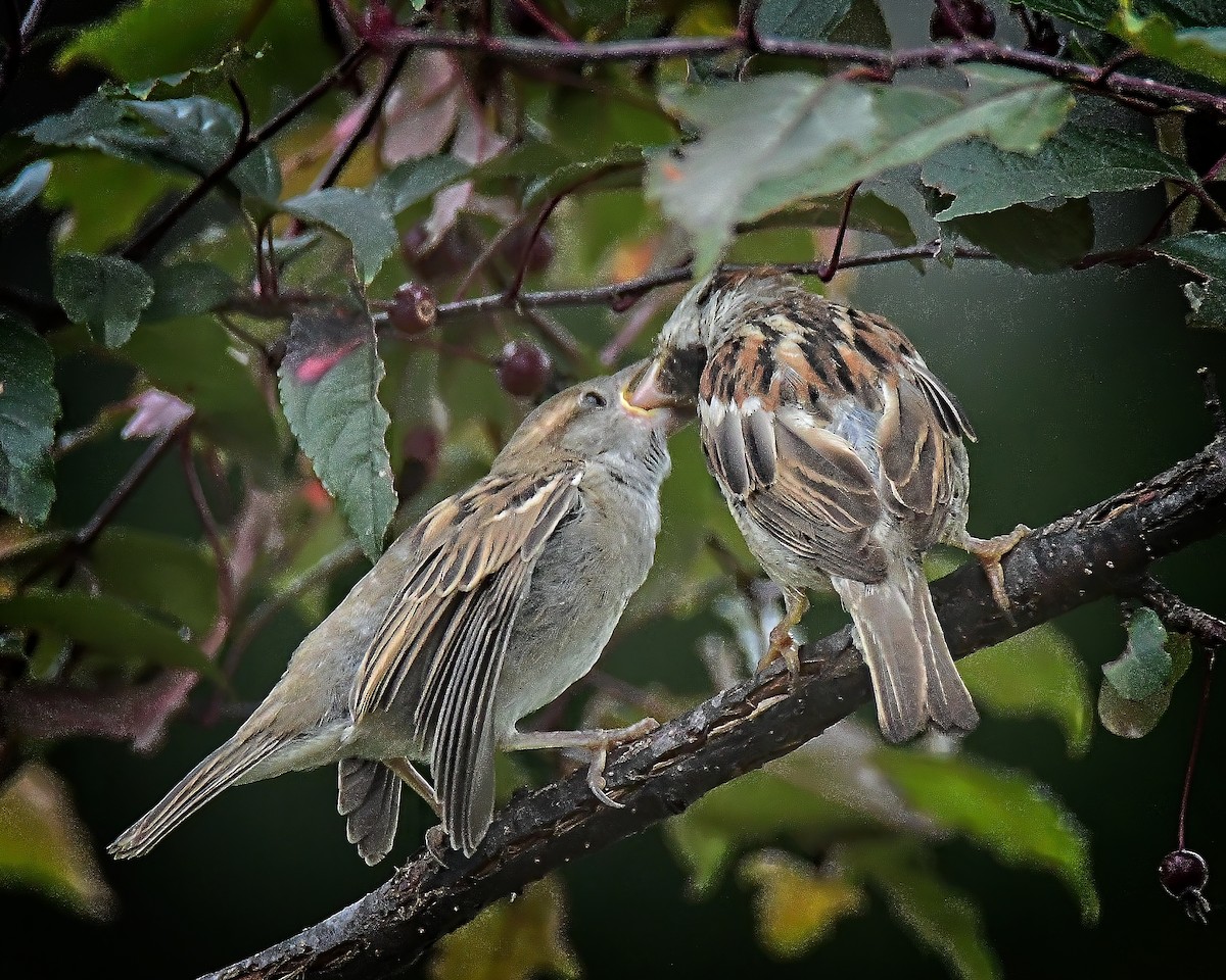 vrabec domácí - ML640685887