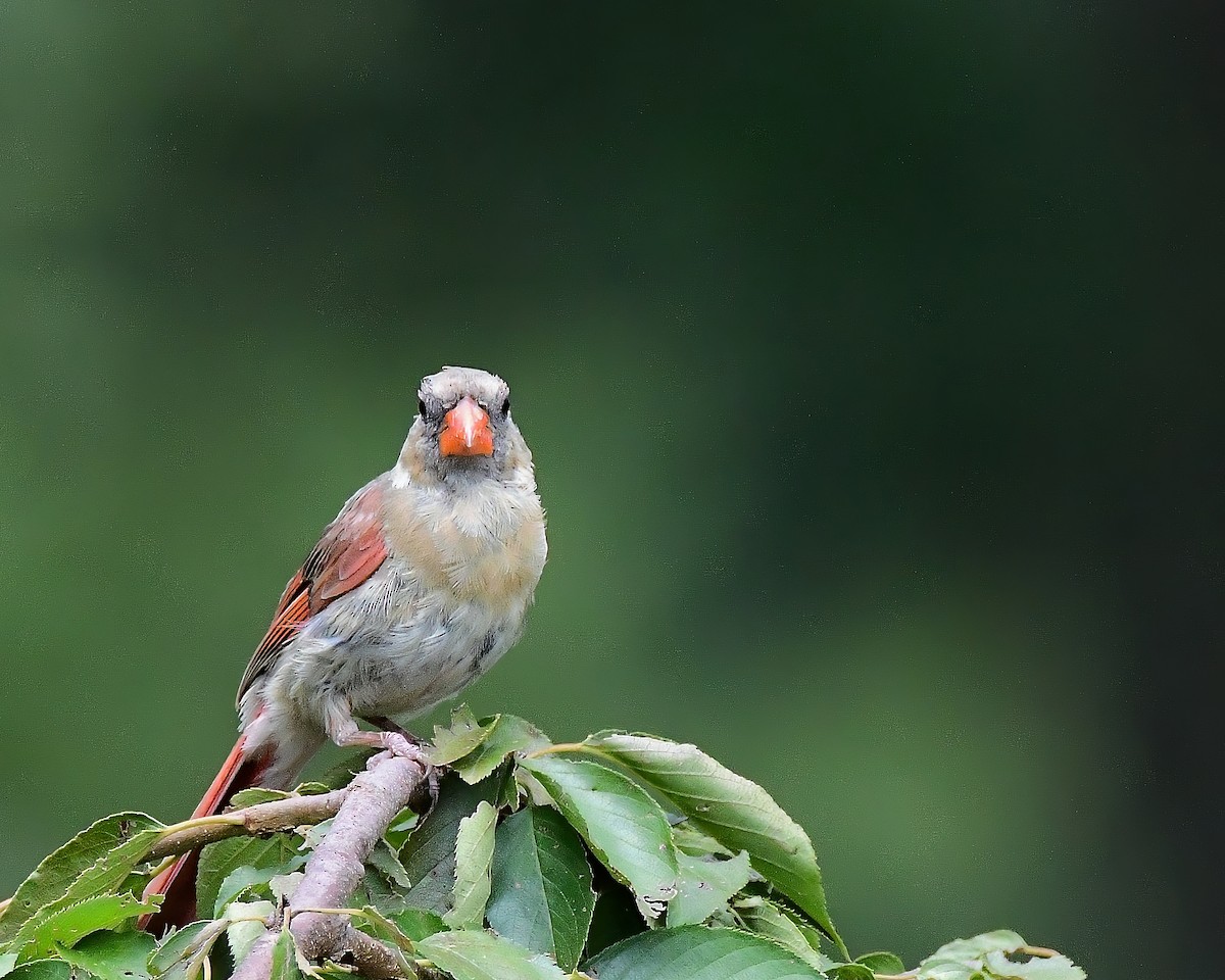 kardinál červený - ML640685889