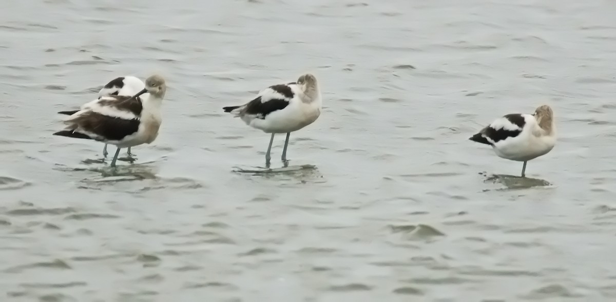 American Avocet - ML640685902