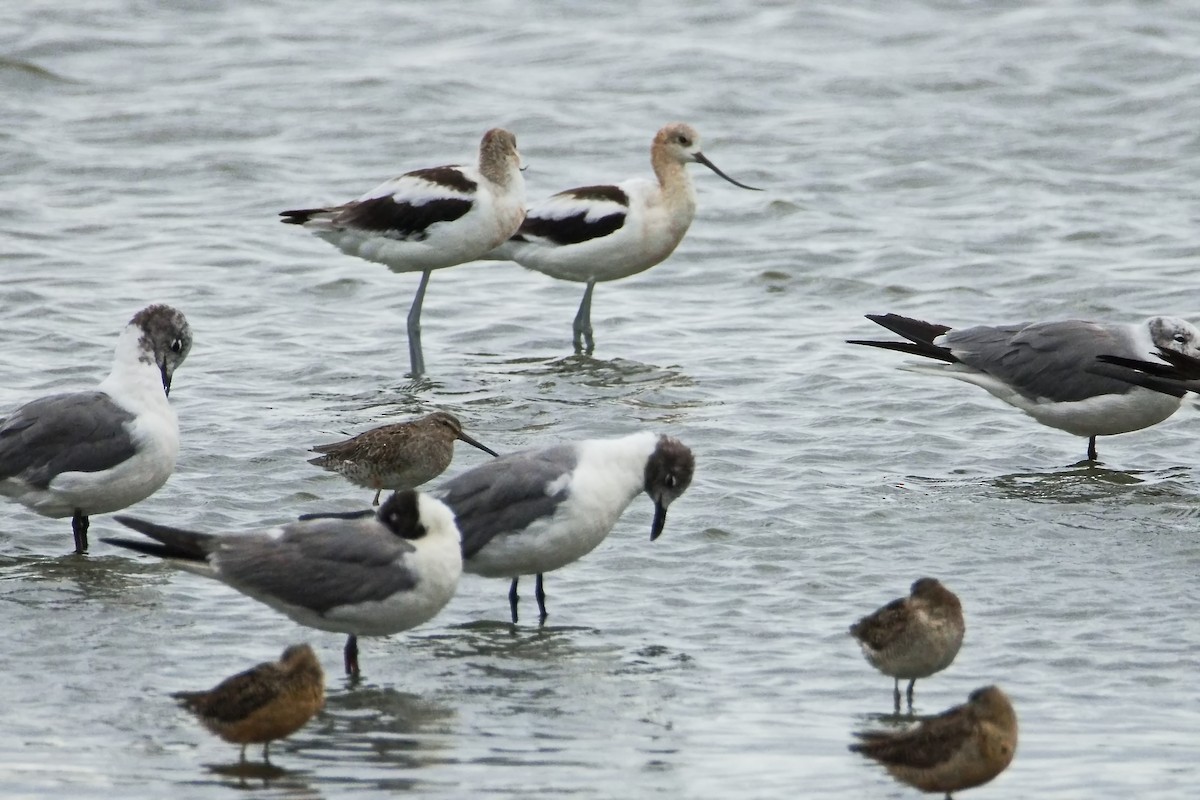 American Avocet - ML640685903