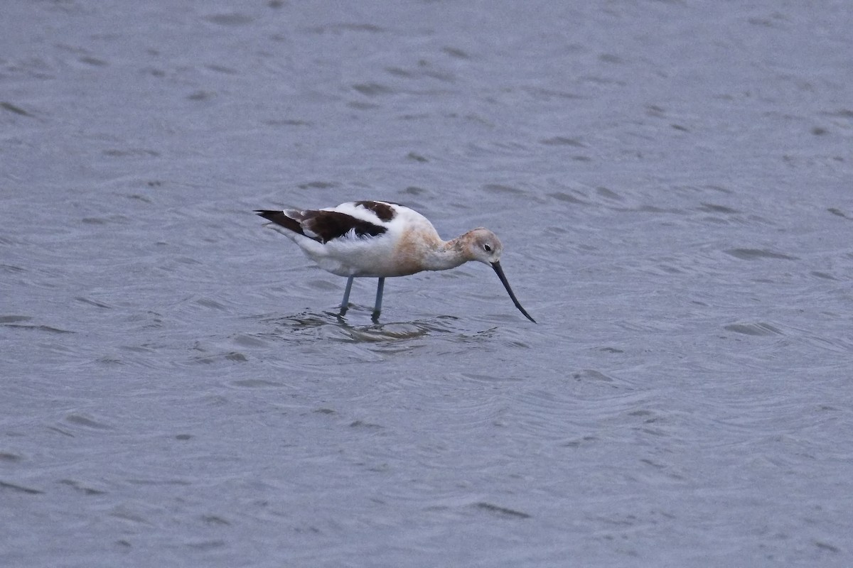 American Avocet - ML640685904