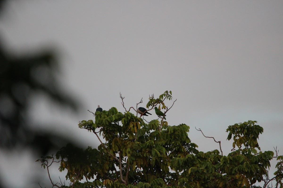 Papuan Eclectus - ML640685911
