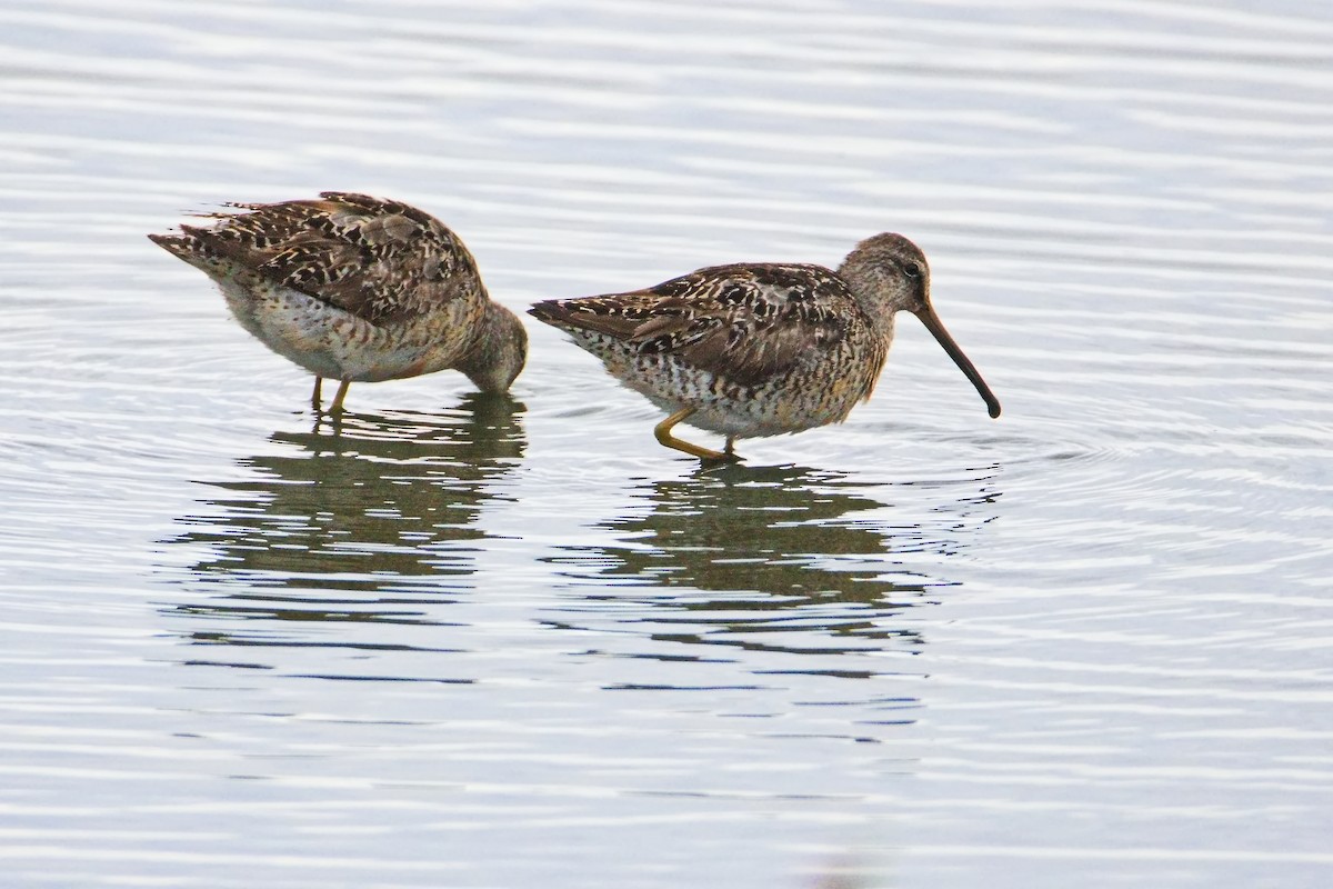Long-billed Dowitcher - ML640685916